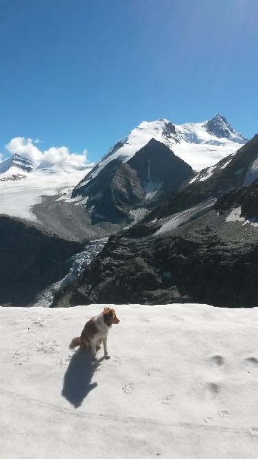 Du rivage des mille etangs - Succès d'Icy au test d'entrée pour les chiens d'avalanches....