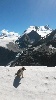  - Succès d'Icy au test d'entrée pour les chiens d'avalanches....