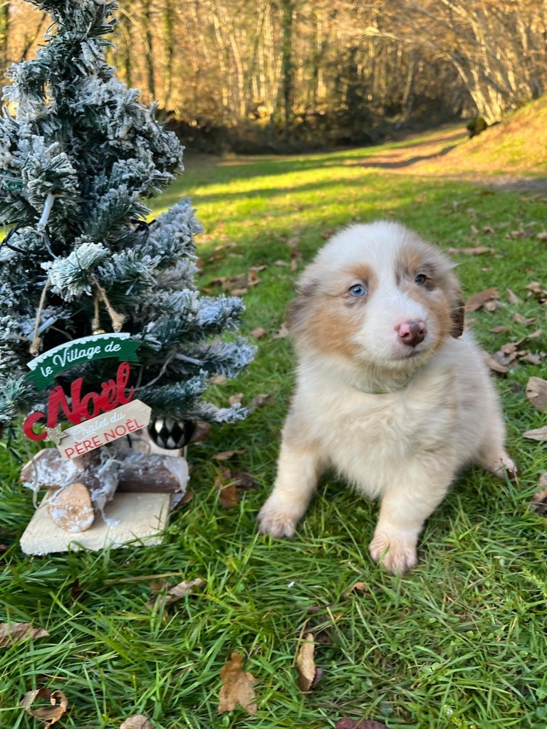 Du rivage des mille etangs - Chiot disponible  - Berger Australien