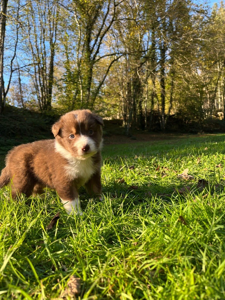 Du rivage des mille etangs - Chiot disponible  - Berger Australien