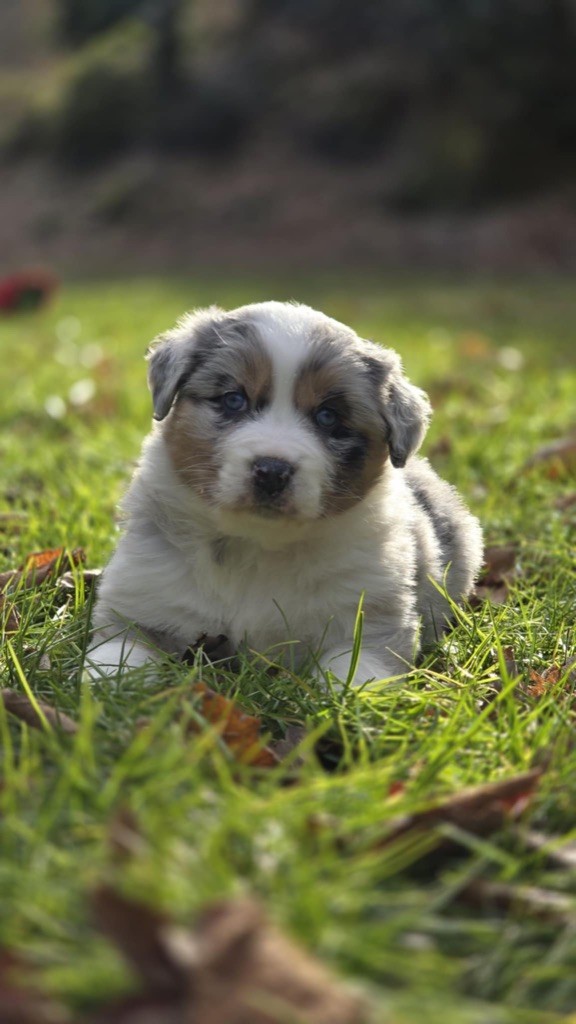 Du rivage des mille etangs - Chiot disponible  - Berger Australien