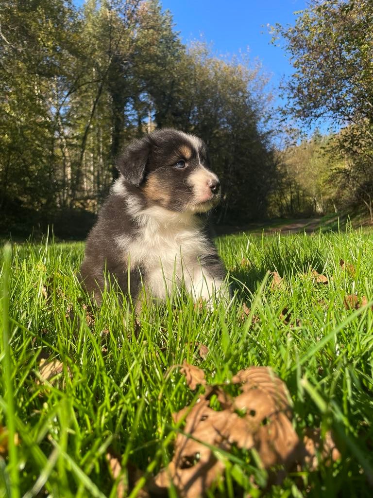 Du rivage des mille etangs - Chiot disponible  - Berger Australien