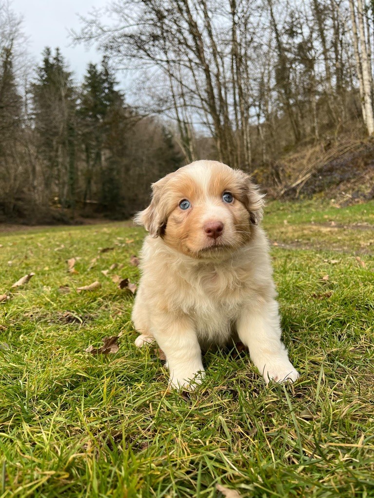 Du rivage des mille etangs - Chiot disponible  - Berger Australien