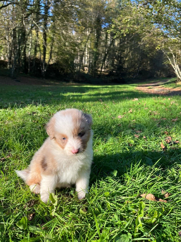 Du rivage des mille etangs - Chiot disponible  - Berger Australien