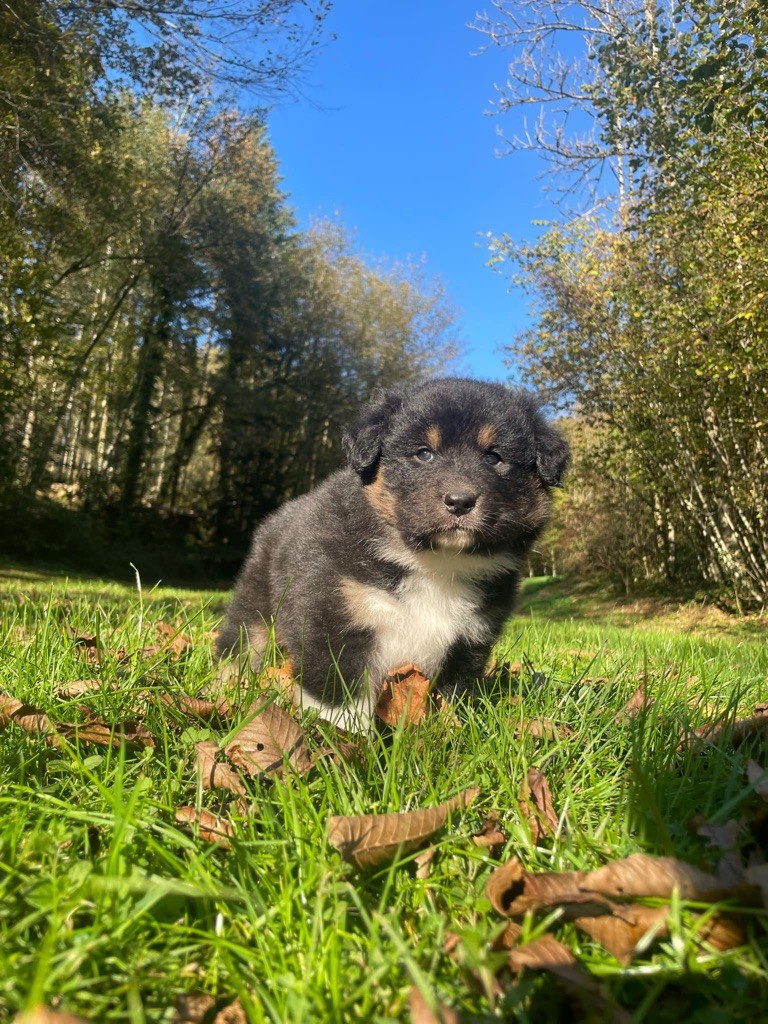 Du rivage des mille etangs - Chiot disponible  - Berger Australien