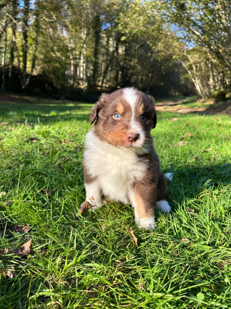 Du rivage des mille etangs - Chiot disponible  - Berger Australien