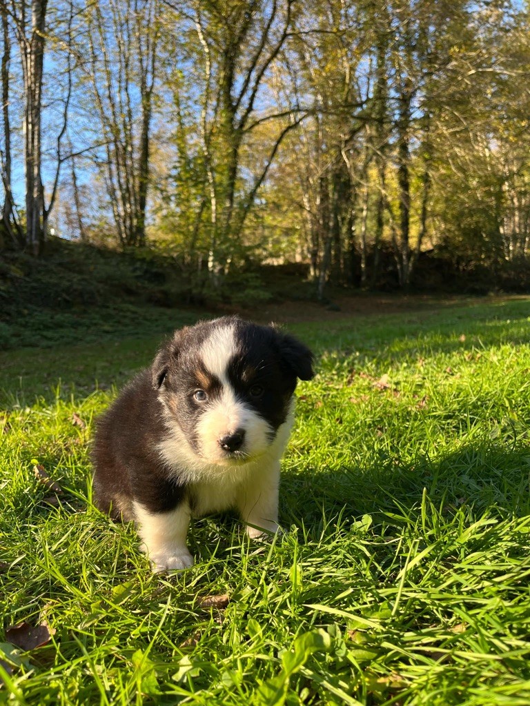 Du rivage des mille etangs - Chiot disponible  - Berger Australien