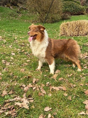 chiot Berger Australien Du rivage des mille etangs