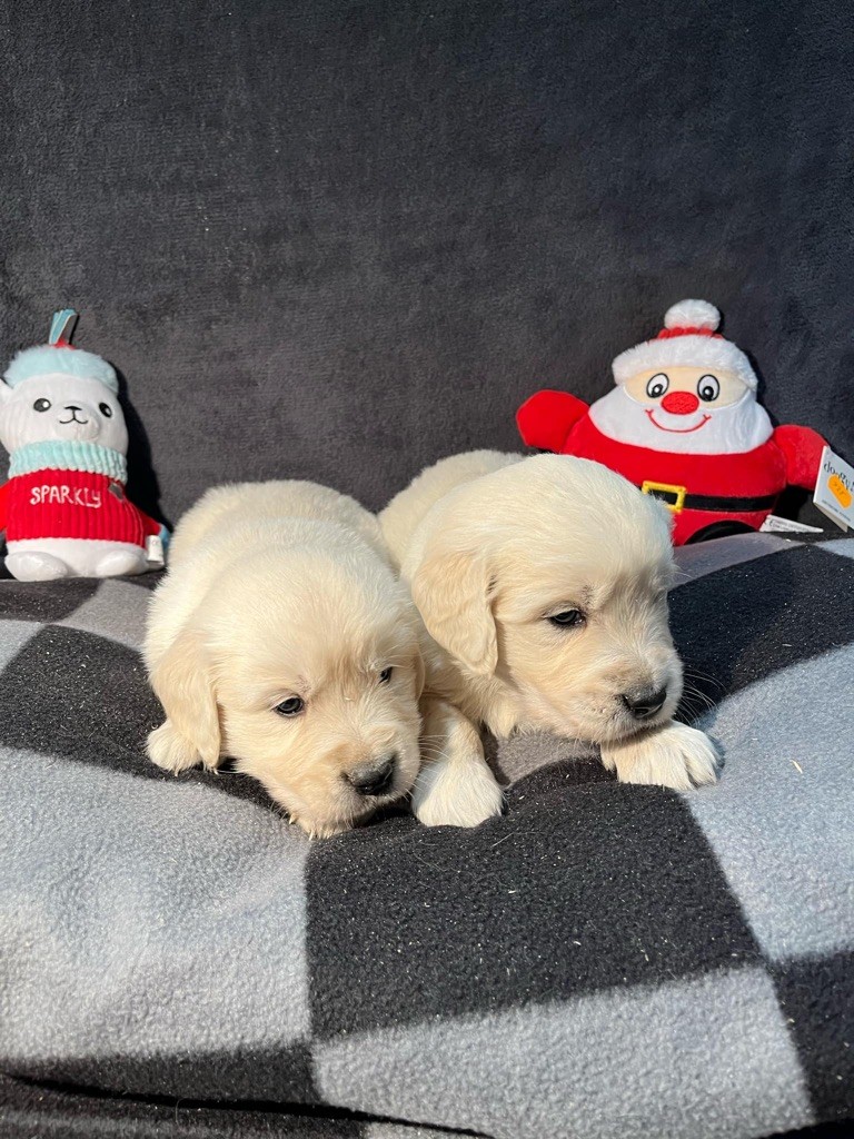 chiot Golden Retriever Du rivage des mille etangs