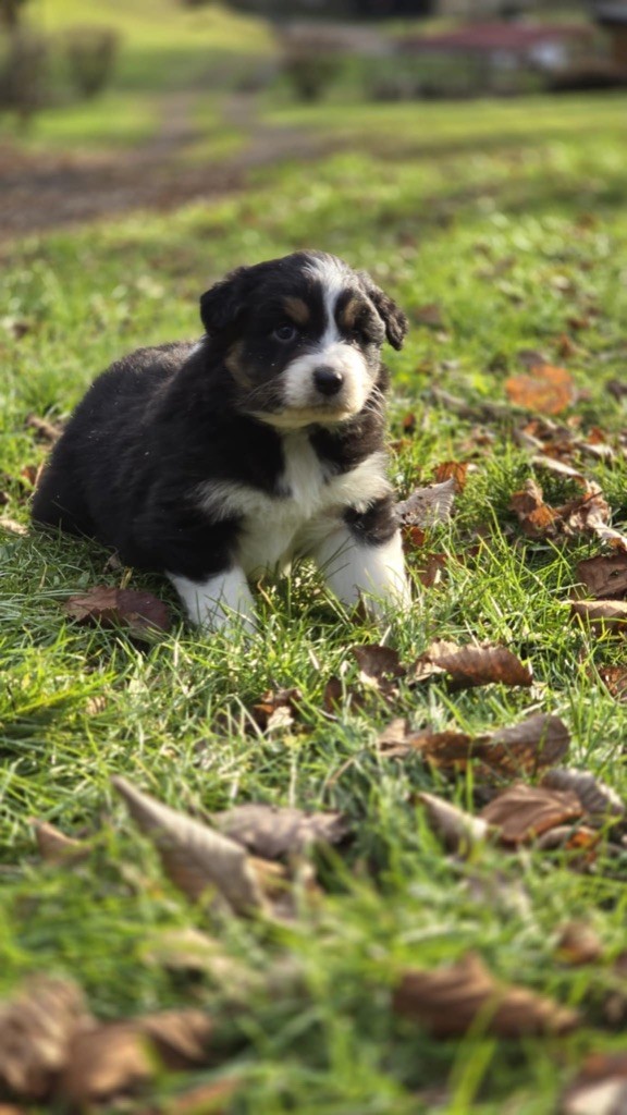 Du rivage des mille etangs - Chiot disponible  - Berger Australien