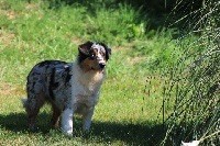 chiot Berger Australien Du rivage des mille etangs