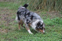 chiot Berger Australien Du rivage des mille etangs