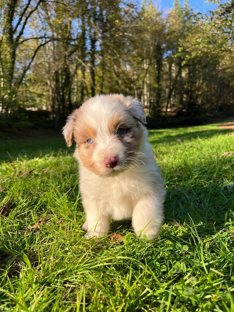 Du rivage des mille etangs - Chiot disponible  - Berger Australien