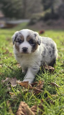 Femelle bleue merle queue longue