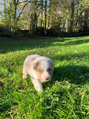 Mâle M1 rouge merle queue longue YETI