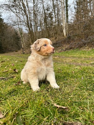 Femelle rouge merle queue longue