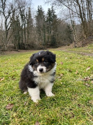 Femelle F2 noire tricolore queue courte naturelle