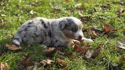 Femelle bleue merle queue longue