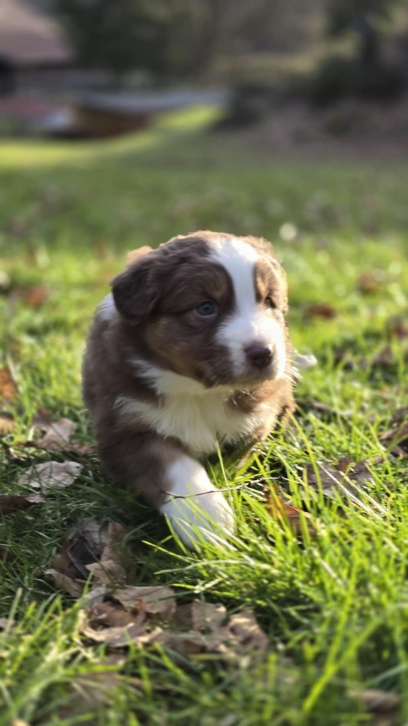 Du rivage des mille etangs - Chiot disponible  - Berger Australien