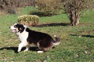 chiot Berger Australien Du rivage des mille etangs