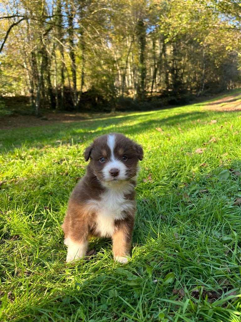 Du rivage des mille etangs - Chiot disponible  - Berger Australien