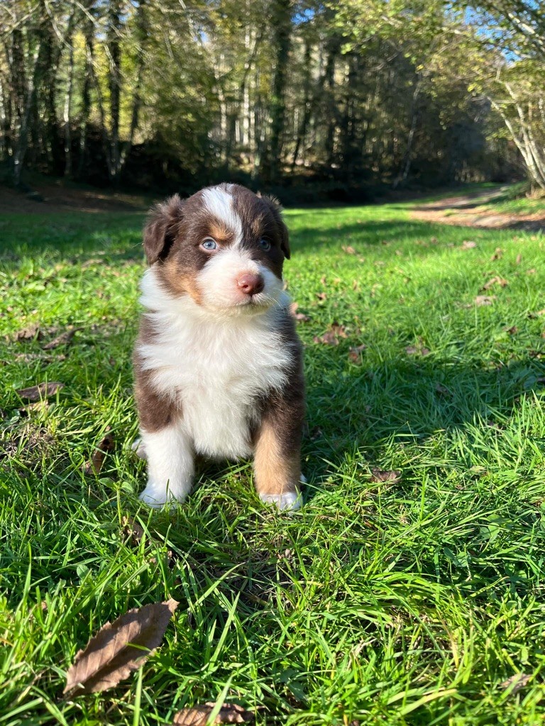 Du rivage des mille etangs - Chiot disponible  - Berger Australien