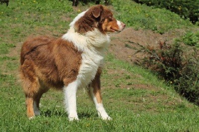 chiot Berger Australien Du rivage des mille etangs