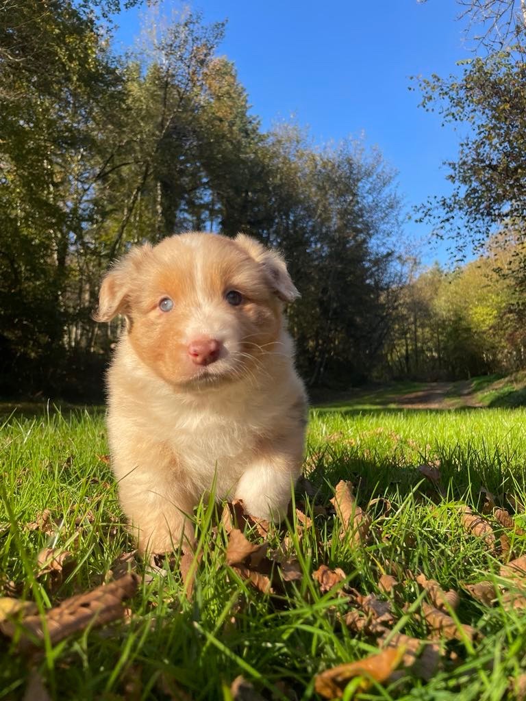 Du rivage des mille etangs - Chiot disponible  - Berger Australien