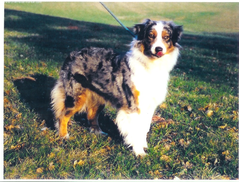 Shade Du rivage des mille etangs