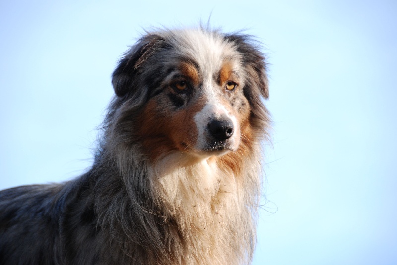 Bitchigan Du rivage des mille etangs