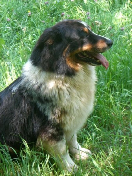 Tara blue Du rivage des mille etangs