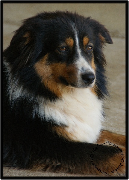 California dream Du rivage des mille etangs