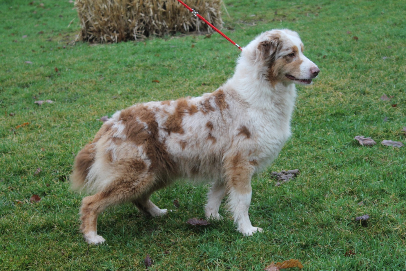 United Du rivage des mille etangs