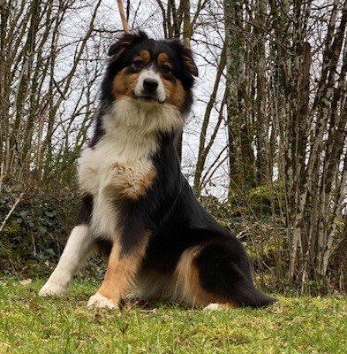 Tweenie Du rivage des mille etangs