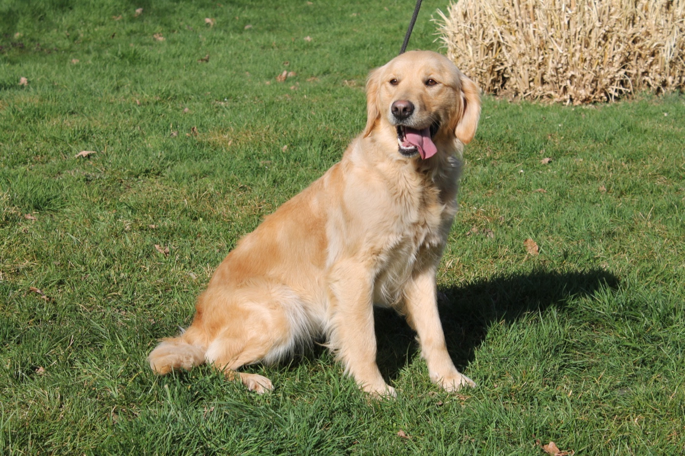 Vahiné Du rivage des mille etangs