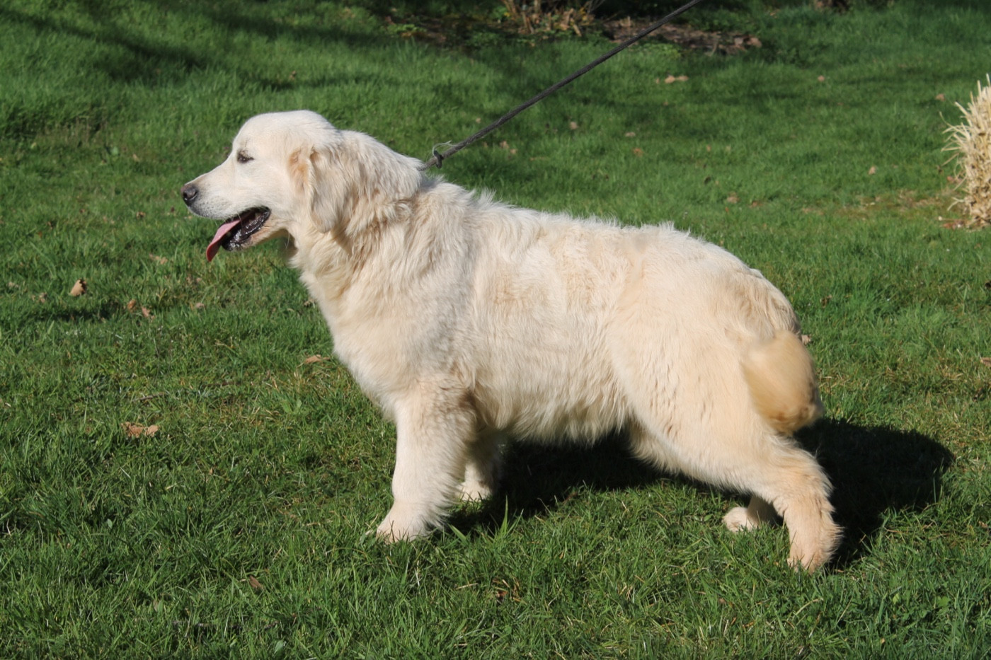 Atchoum Du rivage des mille etangs