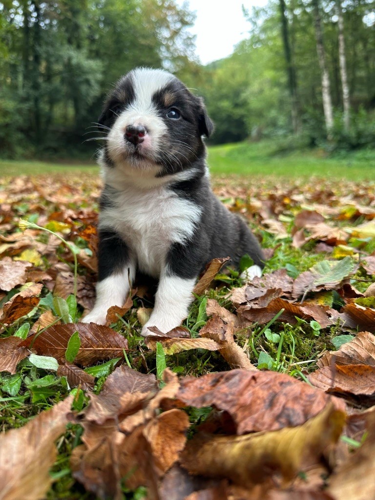 Du rivage des mille etangs - Chiots disponibles - Berger Australien