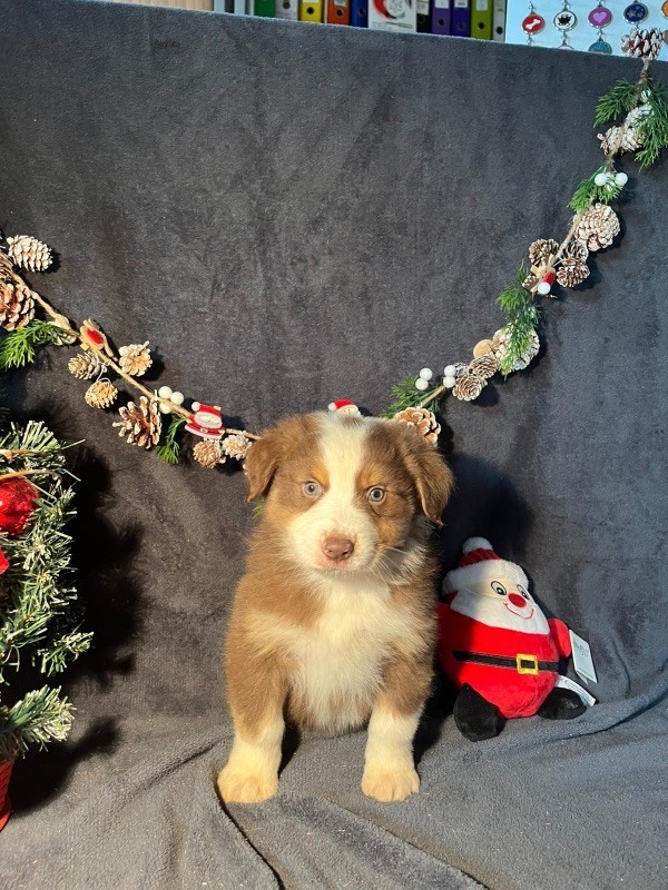 Du rivage des mille etangs - Chiots disponibles - Berger Australien