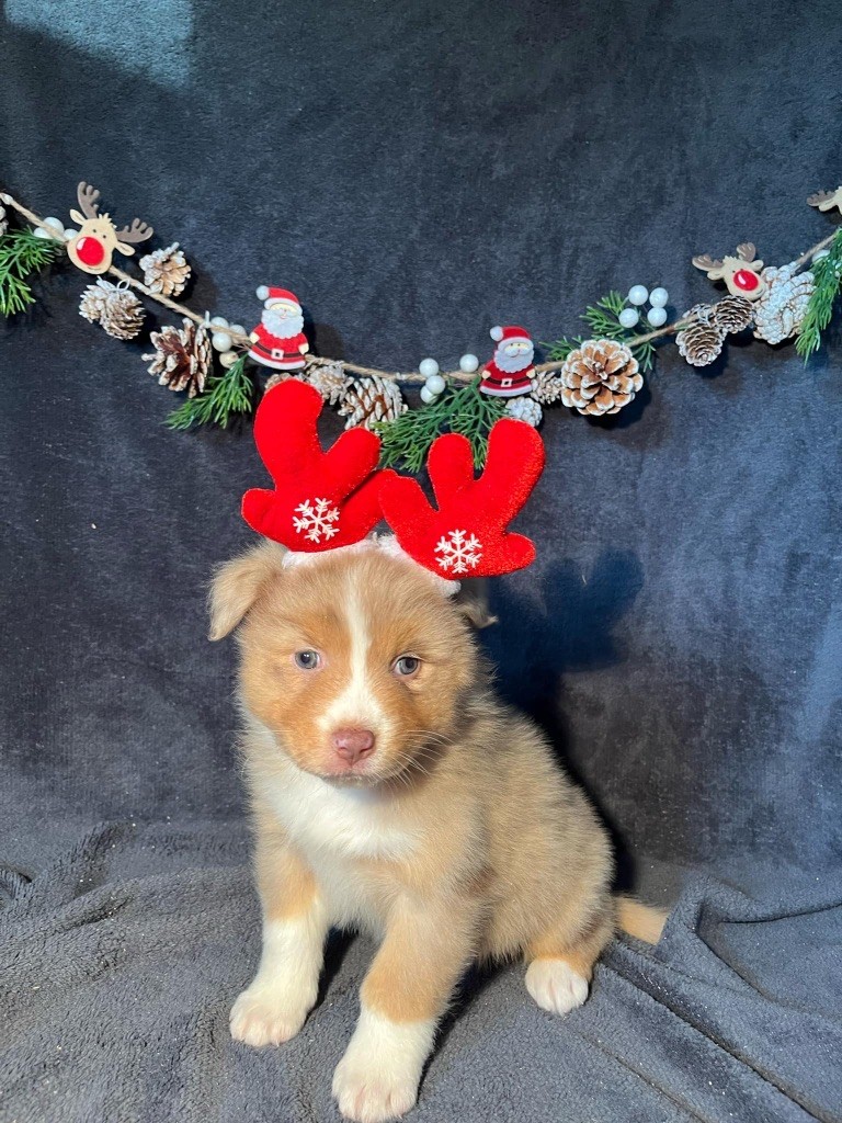 Du rivage des mille etangs - Chiots disponibles - Berger Australien