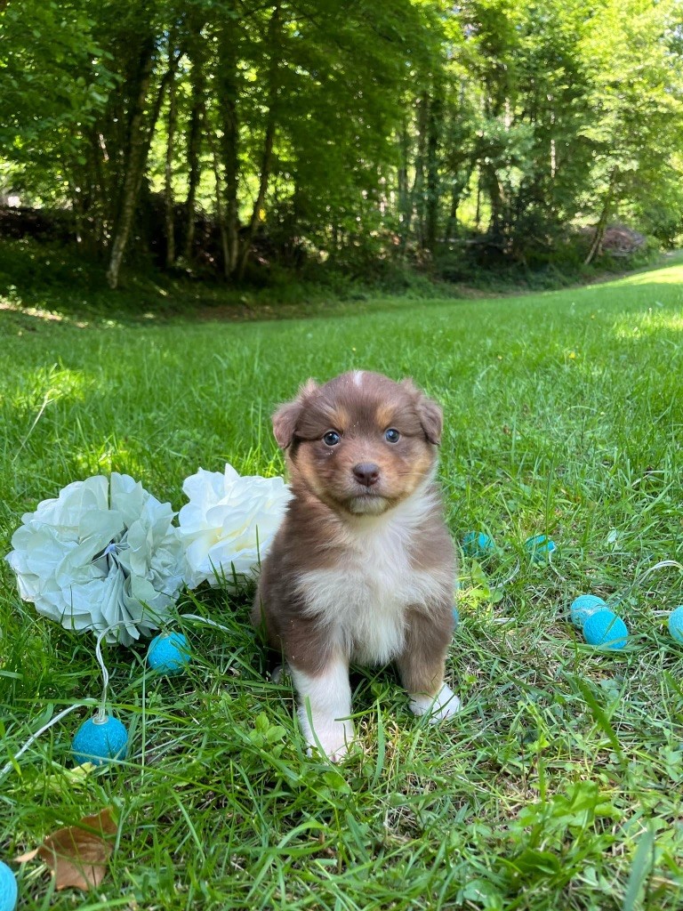 Du rivage des mille etangs - Chiots disponibles - Berger Australien