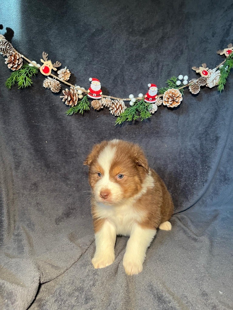 Du rivage des mille etangs - Chiots disponibles - Berger Australien