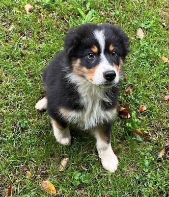 Du rivage des mille etangs - Chiots disponibles - Berger Australien