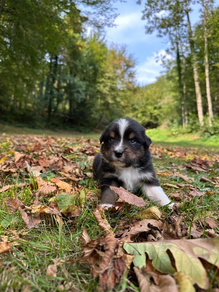Du rivage des mille etangs - Chiots disponibles - Berger Australien