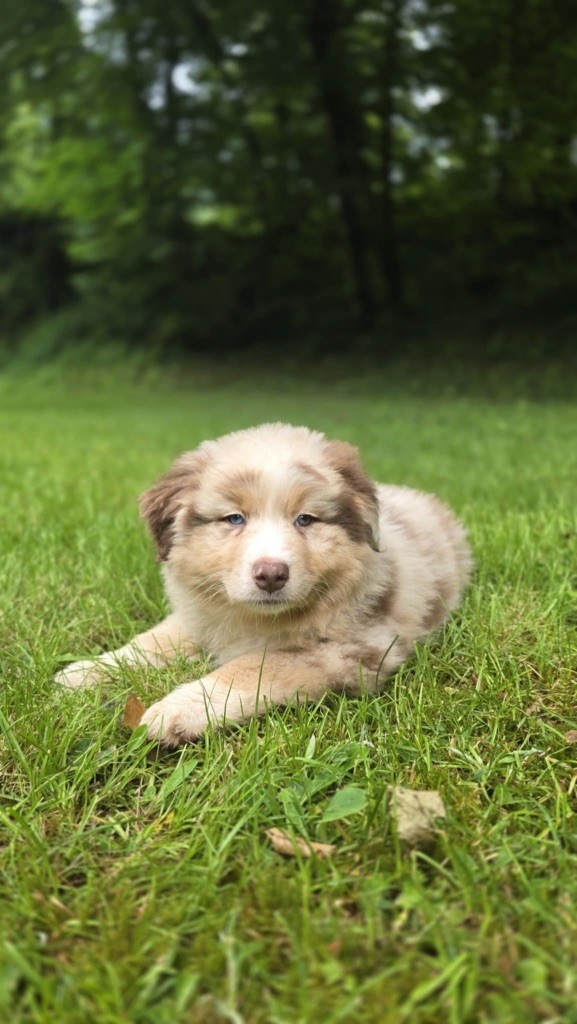 Du rivage des mille etangs - Chiots disponibles - Berger Australien