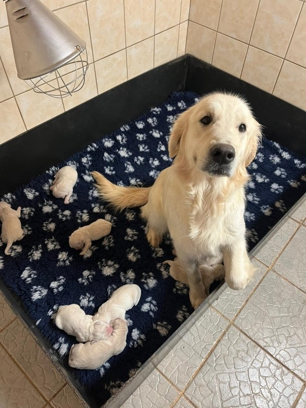 Chiot Golden Retriever Du rivage des mille etangs
