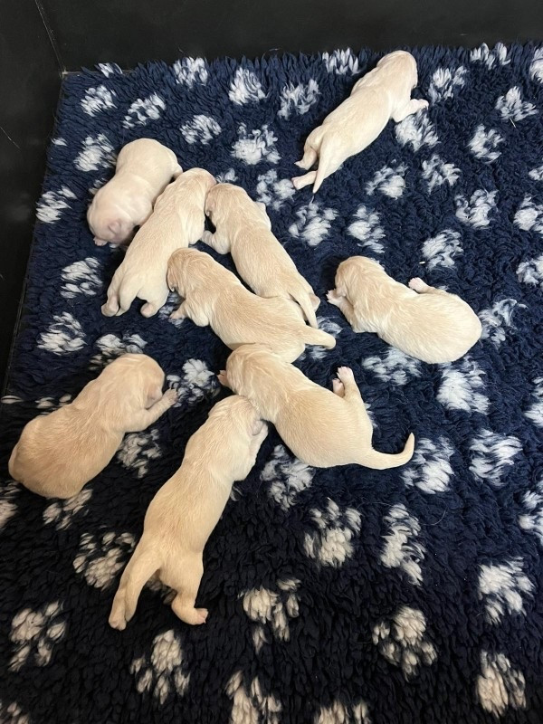 Du rivage des mille etangs - Chiots disponibles - Golden Retriever