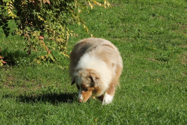 Chiot Berger Australien Du rivage des mille etangs
