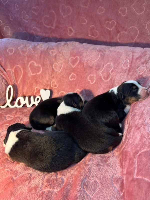 Chiot Berger Australien Du rivage des mille etangs