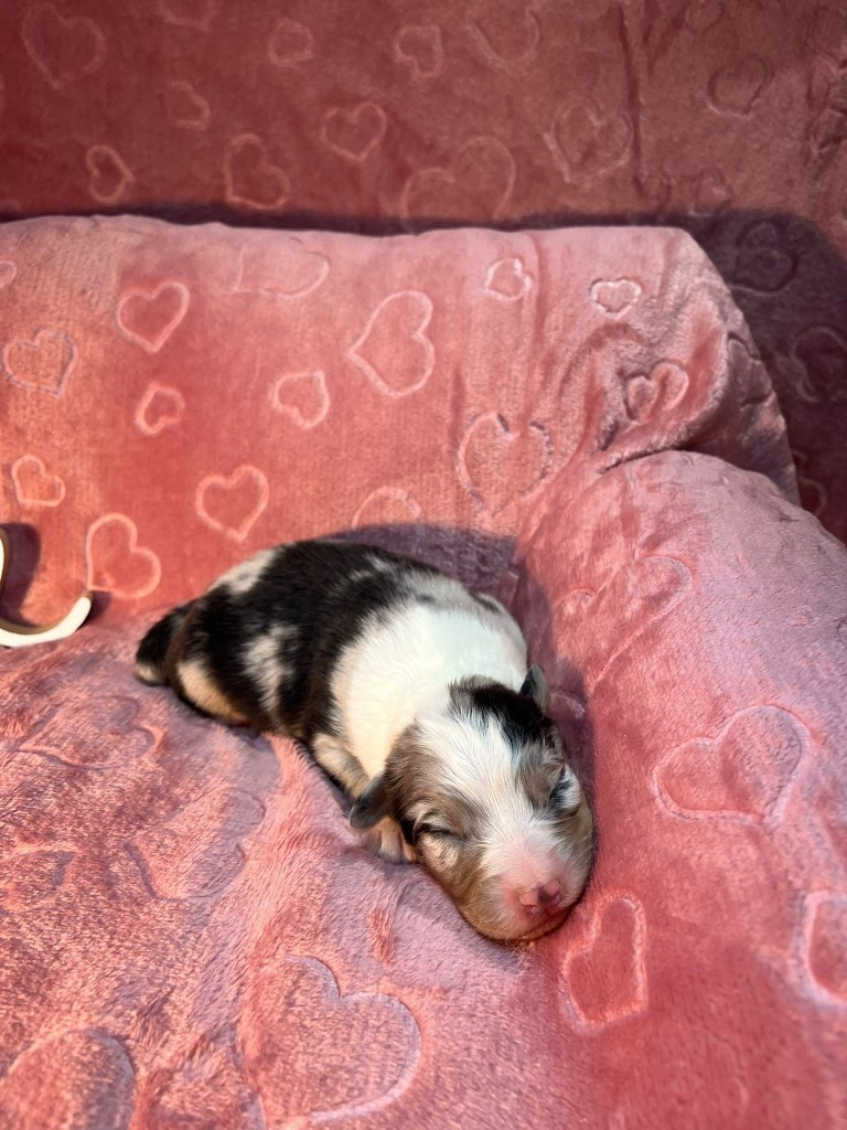 Du rivage des mille etangs - Chiots disponibles - Berger Australien