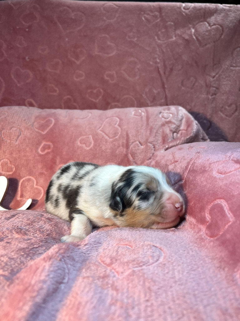 Du rivage des mille etangs - Chiots disponibles - Berger Australien